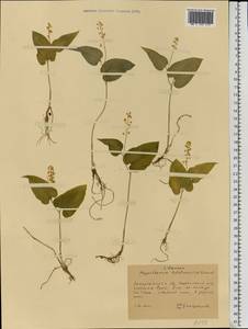 Майник двулистный (L.) F.W.Schmidt, Восточная Европа, Западно-Украинский район (E13) (Украина)