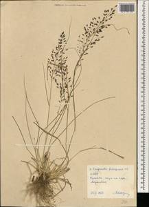 Eragrostis ferruginea (Thunb.) P.Beauv., Зарубежная Азия (ASIA) (КНДР)