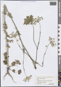 Бедренец чужеземный L., Крым (KRYM) (Россия)