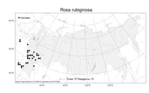 Rosa rubiginosa, Шиповник ржаво-красный L., Атлас флоры России (FLORUS) (Россия)