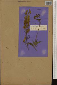 Aconitum lycoctonum subsp. vulparia (Rchb.) Nyman, Западная Европа (EUR) (Швейцария)
