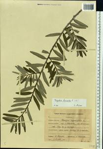 Облепиха крушиновая, Облепиха обыкновенная L., Восточная Европа, Центральный лесной район (E5) (Россия)