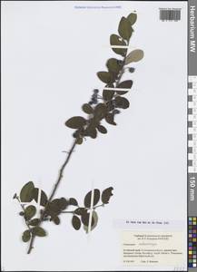 Кизильник черноплодный G.Lodd., Сибирь, Алтай и Саяны (S2) (Россия)