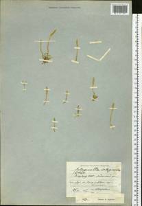 Selaginoides spinulosa (A. Braun ex Döll) Li Bing Zhang & X. M. Zhou, Сибирь, Якутия (S5) (Россия)