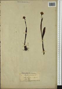 Траунштейнера шаровидная (L.) Rchb., Западная Европа (EUR) (Швейцария)