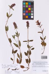 Черноголовка крупноцветковая (L.) Scholler, Восточная Европа, Московская область и Москва (E4a) (Россия)