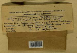 Aulacomnium turgidum (Wahlenb.) Schwägr., Гербарий мохообразных, Мхи - Дальний Восток (без Чукотки и Камчатки) (B20) (Россия)