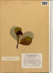 Рябина буроватая (Ledeb. ex Nordm.) Boiss., Кавказ, Южная Осетия (K4b) (Южная Осетия)