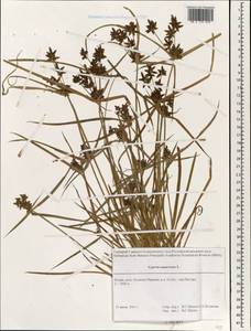 Cyperus squarrosus L., Зарубежная Азия (ASIA) (Индия)