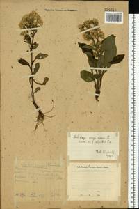 Solidago virgaurea subsp. minuta (L.) Arcang., Восточная Европа, Восточный район (E10) (Россия)