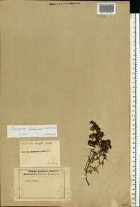 Pyankovia brachiata (Pall.) Akhani & Roalson, Восточная Европа, Восточный район (E10) (Россия)
