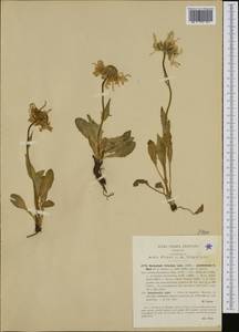 Doronicum clusii (All.) Tausch, Западная Европа (EUR) (Италия)