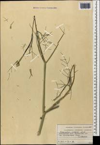Anethum foeniculum L., Кавказ, Дагестан (K2) (Россия)