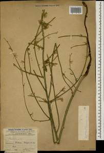 Хондрилла ситниковидная L., Кавказ, Азербайджан (K6) (Азербайджан)