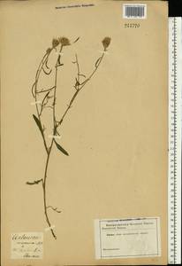 Василек песчаный M. Bieb. ex Willd., Восточная Европа, Северо-Украинский район (E11) (Украина)
