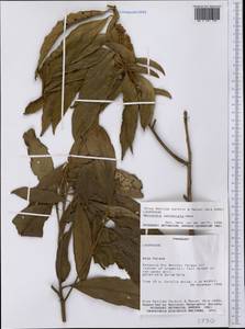 Nectandra lanceolata Nees & Mart. ex Nees, Америка (AMER) (Парагвай)