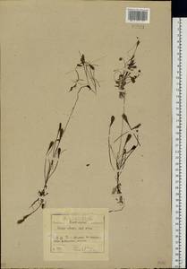 Drosera × obovata Mert. & W. D. J. Koch, Восточная Европа, Центральный район (E4) (Россия)