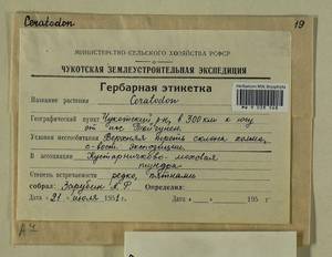 Ceratodon purpureus (Hedw.) Brid., Гербарий мохообразных, Мхи - Чукотка и Камчатка (B21) (Россия)