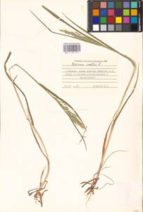 Bromus hordeaceus subsp. hordeaceus, Восточная Европа, Московская область и Москва (E4a) (Россия)