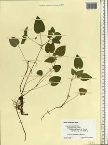 Viola canina subsp. ruppii (All.) Schübl. & G. Martens, Восточная Европа, Западный район (E3) (Россия)