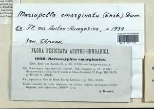 Marsupella emarginata (Ehrh.) Dumort., Гербарий мохообразных, Мхи - Западная Европа (BEu) (Австрия)