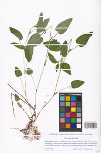 Фиалка Руппа All., Восточная Европа, Московская область и Москва (E4a) (Россия)