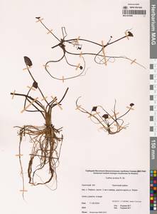 Калужница укореняющаяся (T.F.Forst.) Beck, Сибирь, Чукотка и Камчатка (S7) (Россия)