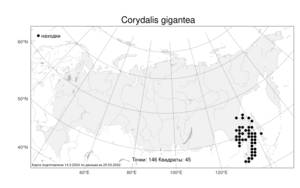 Corydalis gigantea, Хохлатка гигантская Trautv. & Mey., Атлас флоры России (FLORUS) (Россия)