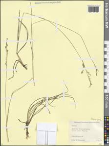 Овсяница разноцветная Haenke, Кавказ, Дагестан (K2) (Россия)