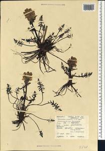 Мытник судетский Willd., Сибирь, Западная Сибирь (S1) (Россия)