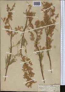 Гребенщик многоветвистый, Гребенщик ветвистый Ledeb., Средняя Азия и Казахстан, Муюнкумы, Прибалхашье и Бетпак-Дала (M9) (Казахстан)