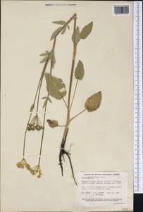 Zizia aptera (A. Gray) Fern., Америка (AMER) (Канада)