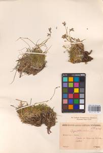 Качим уральский Less., Восточная Европа, Восточный район (E10) (Россия)