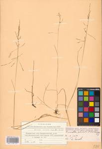 Puccinellia capillaris subsp. pulvinata (Fr.) Tzvelev, Восточная Европа, Северный район (E1) (Россия)