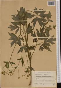 Ranunculus brutius Ten., Западная Европа (EUR) (Болгария)