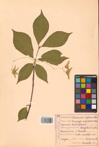 Бересклет большекрылый Rupr., Сибирь, Дальний Восток (S6) (Россия)