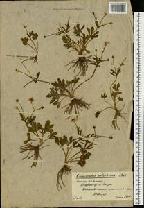 Ranunculus demissus DC., Восточная Европа, Нижневолжский район (E9) (Россия)