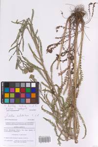 Тысячелистник обыкновенный L., Восточная Европа, Московская область и Москва (E4a) (Россия)