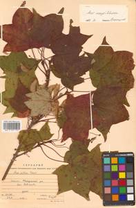 Клен Майра (Schwer.) H.Ohashi, Сибирь, Дальний Восток (S6) (Россия)