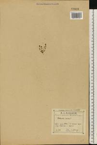 Lysimachia minima (L.) U. Manns & Anderb., Восточная Европа, Центральный район (E4) (Россия)