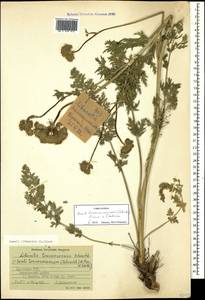 Жабрица порезниковая (L.) W. D. J. Koch, Кавказ, Армения (K5) (Армения)