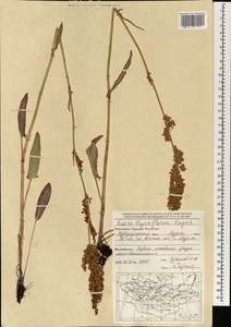 Щавель пирамидальный Fingerh., Монголия (MONG) (Монголия)