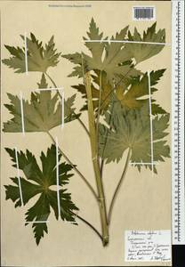 Живокость высокая L., Восточная Европа, Западный район (E3) (Россия)