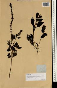 Lindenbergia philippensis (Cham. & Schltdl.) Benth., Зарубежная Азия (ASIA) (Филиппины)