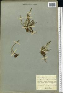 Плаунок плаунковидный (L.) P.Beauv. ex Mart. & Schrank, Восточная Европа, Северный район (E1) (Россия)