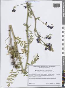 Синюха голубая L., Сибирь, Западная Сибирь (S1) (Россия)