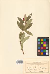 Скиммия промежуточная Komatsu, Сибирь, Дальний Восток (S6) (Россия)