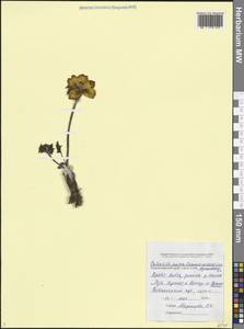 Прострел золотистый (Sommier & Levier) Juz., Кавказ, Черноморское побережье (от Новороссийска до Адлера) (K3) (Россия)