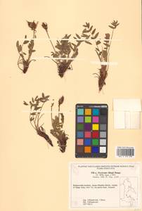 Остролодочник Тилинга Bunge, Сибирь, Дальний Восток (S6) (Россия)