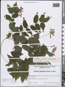 Горошек оранжевый (Desf.) B.Fedtsch., Кавказ, Краснодарский край и Адыгея (K1a) (Россия)